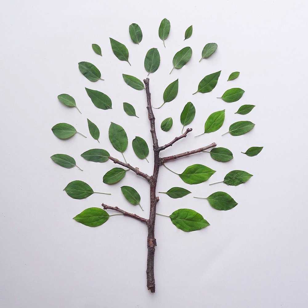 Twig with leaves placed on paper in tree shape