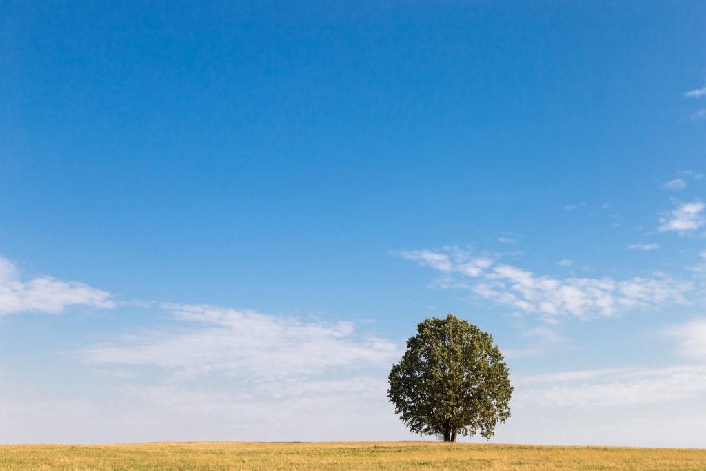 Tree in a field with blue sky's