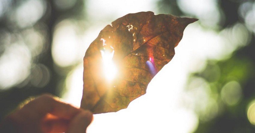 Person holding leaf up to the sunlight