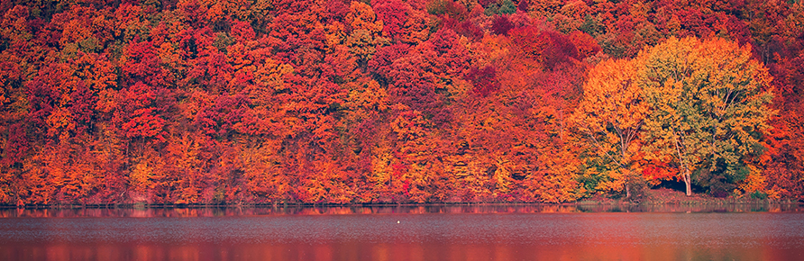 Autumn trees near a lake
